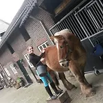 Brigidahoeve